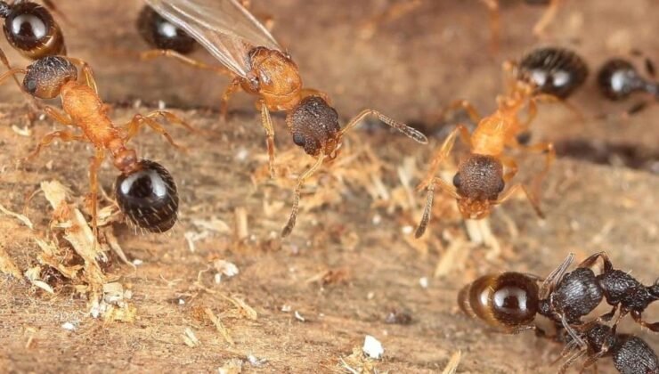 Kraliçe Odaklı Parazitik Karınca: Temnothorax kinomurai’nin Türünü Tek Başına İşçilerden ve Erkeklerden Yoksun Kıldığı Keşfi