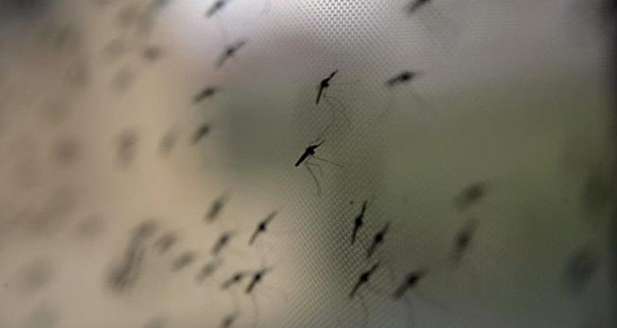 Küresel Isınma Sivrisinek Popülasyonunu Şekillendiriyor: Türkiye ve Ege’de Yeni Riskler