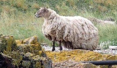 Kurtarılışın Ardından Fiona: İskoçya’da Yeni Bir Ailesi Olan Koyun