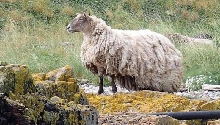 Kurtarılışın Ardından Fiona: İskoçya’da Yeni Bir Ailesi Olan Koyun