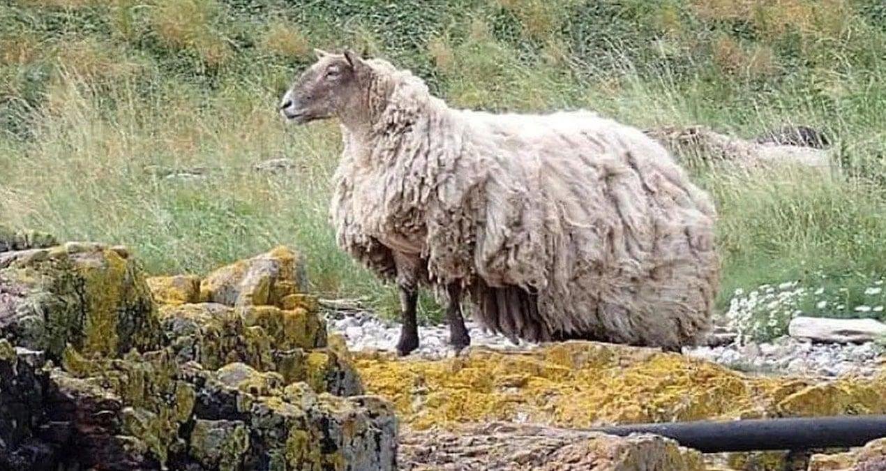 Kurtarılışın Ardından Fiona: İskoçya’da Yeni Bir Ailesi Olan Koyun