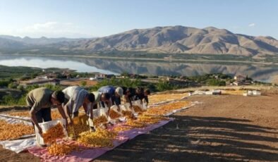 Malatya Kayısısında Yeni Hedefler ve Artan İhracat Umudu: Özcan’dan 2026 İçin Vizyon