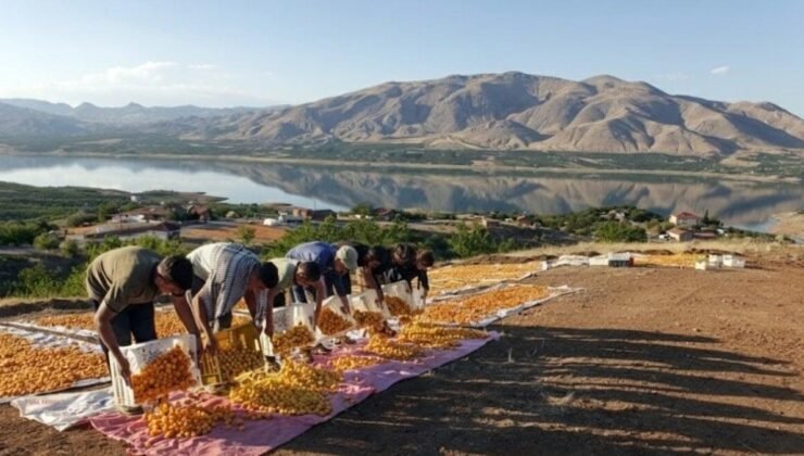 Malatya Kayısısında Yeni Hedefler ve Artan İhracat Umudu: Özcan’dan 2026 İçin Vizyon