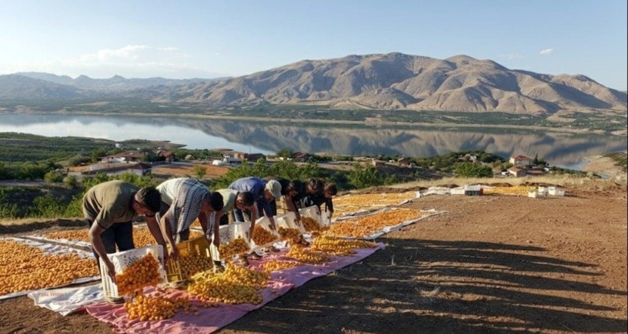 Malatya Kayısısında Yeni Hedefler ve Artan İhracat Umudu: Özcan’dan 2026 İçin Vizyon