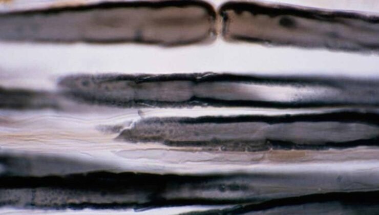 Osmiyumun Gölgede Kalan Gücü: Dünyanın En Pahalı Metali ve Rakipsiz Yoğunluğu