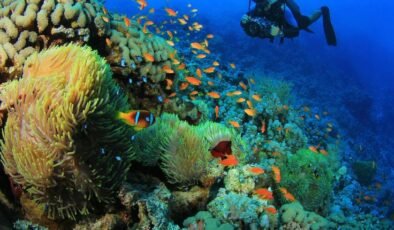 Palyaço Balıkları: Beyaz Şeritlerin Kaybı ve Sosyal Hiyerarşideki Esneklik