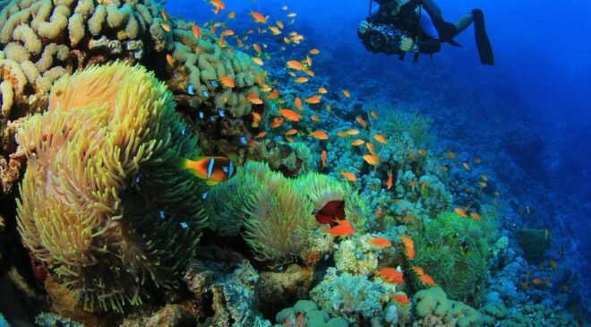 Palyaço Balıkları: Beyaz Şeritlerin Kaybı ve Sosyal Hiyerarşideki Esneklik