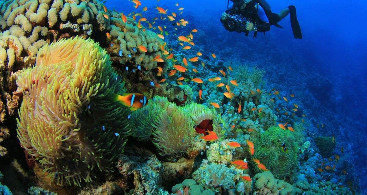 Palyaço Balıkları: Beyaz Şeritlerin Kaybı ve Sosyal Hiyerarşideki Esneklik