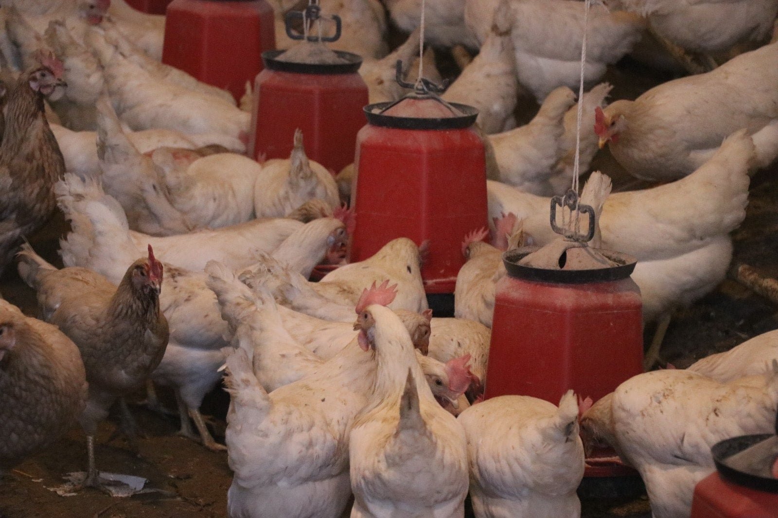 Ramazan Öncesi Tavuk Fiyatları ve İhracat Yasağı Sakarya’da Şok Etkisi: Üretici ve Piyasa Eğilimleri