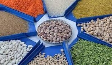 TİM Verilerine Göre Türkiye Hububat ve Yağlı Tohum İhracatında Rekor Seviyede