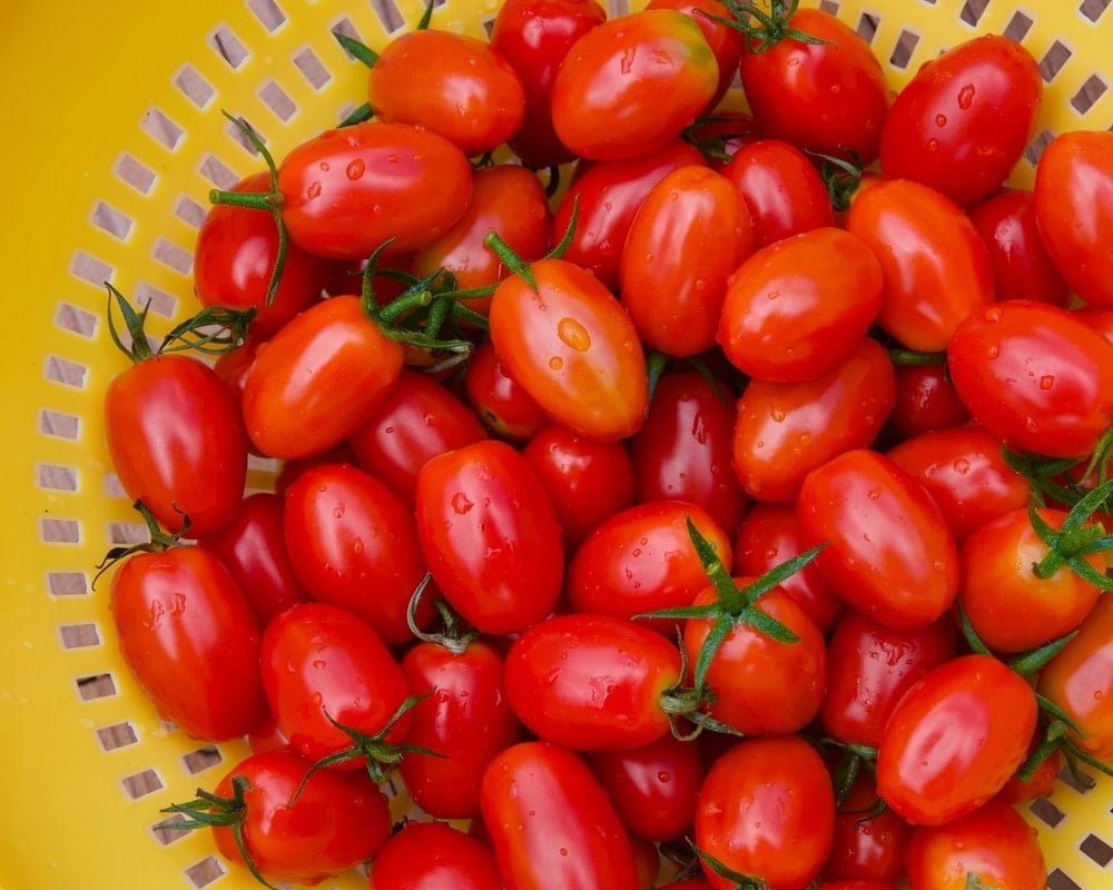 2-AP Aromasına Odaklı CRISPR ile Domateste Yenilikçi Gen Değişimi