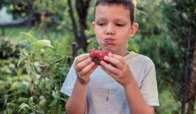 2-AP Aromasına Odaklı CRISPR ile Domateste Yenilikçi Gen Değişimi