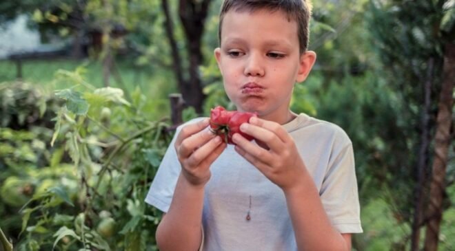 2-AP Aromasına Odaklı CRISPR ile Domateste Yenilikçi Gen Değişimi