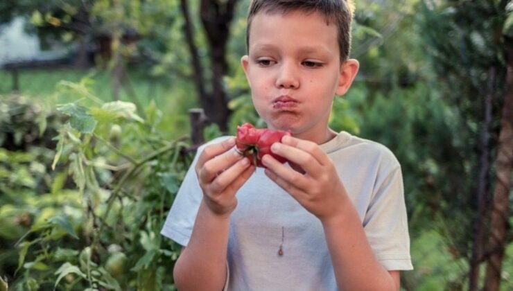 2-AP Aromasına Odaklı CRISPR ile Domateste Yenilikçi Gen Değişimi