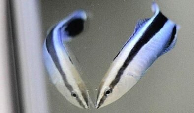 Aynaya Müdahale: Labroides dimidiatus’un Öz Farkındalık Yolculuğu ve Parazit Algılama Yeteneği