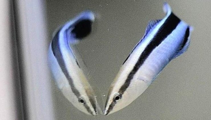 Aynaya Müdahale: Labroides dimidiatus’un Öz Farkındalık Yolculuğu ve Parazit Algılama Yeteneği