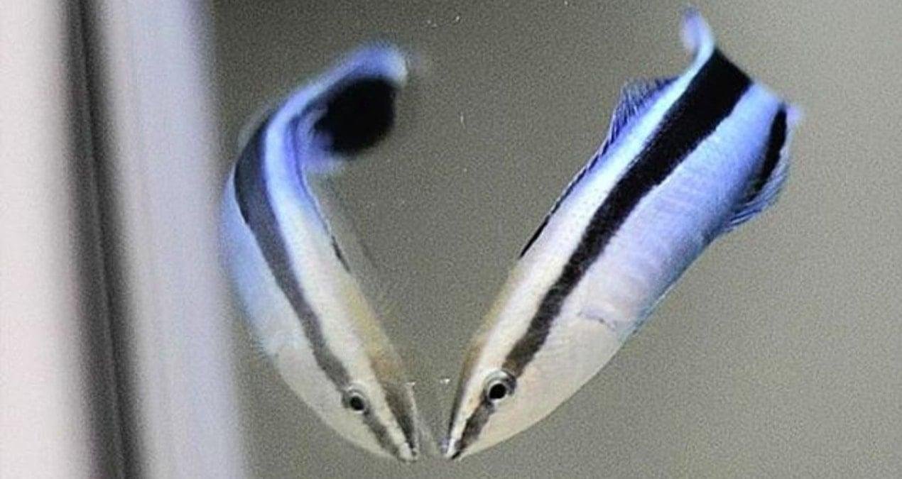 Aynaya Müdahale: Labroides dimidiatus’un Öz Farkındalık Yolculuğu ve Parazit Algılama Yeteneği