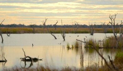 Beş Yüzyıllık İzleri Okuyabilen Kalem İncelikli Örtüşmeler: Gwydir Su Havzasında Ağaç Halkalarıyla Su Tarihi
