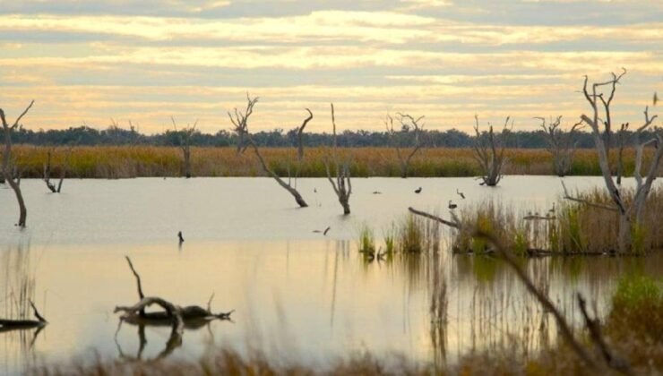 Beş Yüzyıllık İzleri Okuyabilen Kalem İncelikli Örtüşmeler: Gwydir Su Havzasında Ağaç Halkalarıyla Su Tarihi