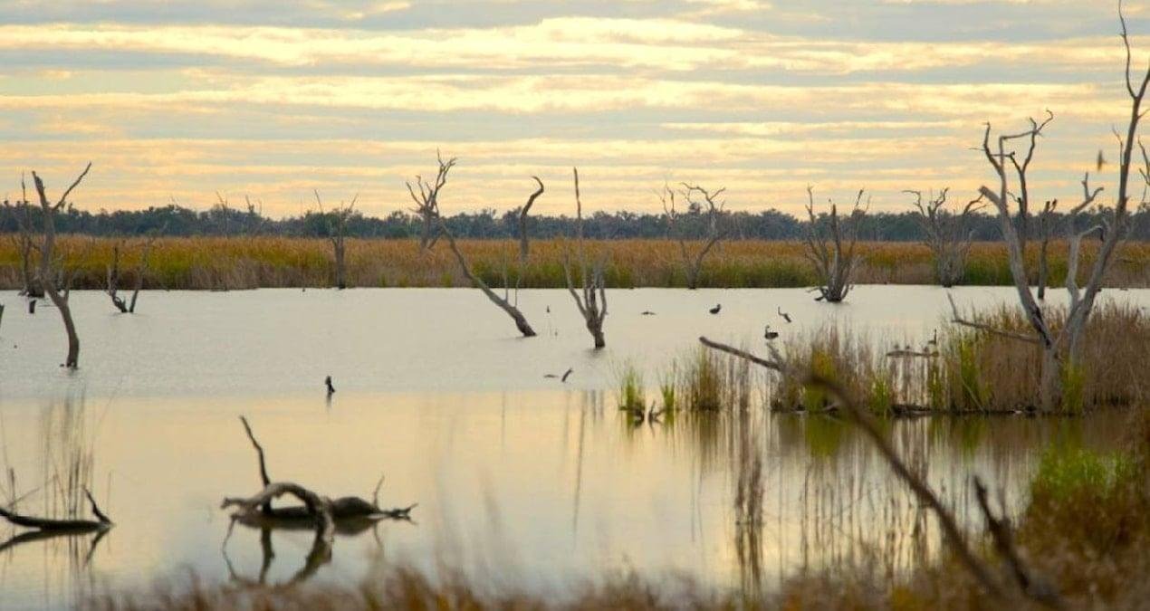 Beş Yüzyıllık İzleri Okuyabilen Kalem İncelikli Örtüşmeler: Gwydir Su Havzasında Ağaç Halkalarıyla Su Tarihi