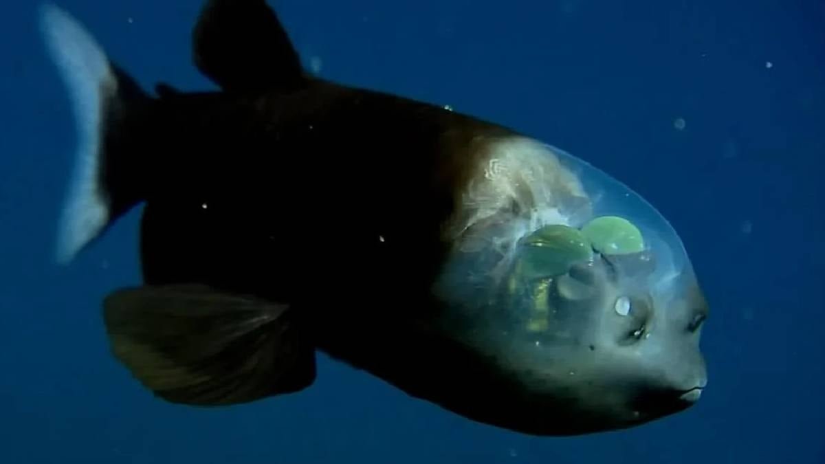 Derin Deniz Gözleri: Macropinna microstoma'nın Tılsımlı Baş Yapısı ve Sinsi Büyüsü