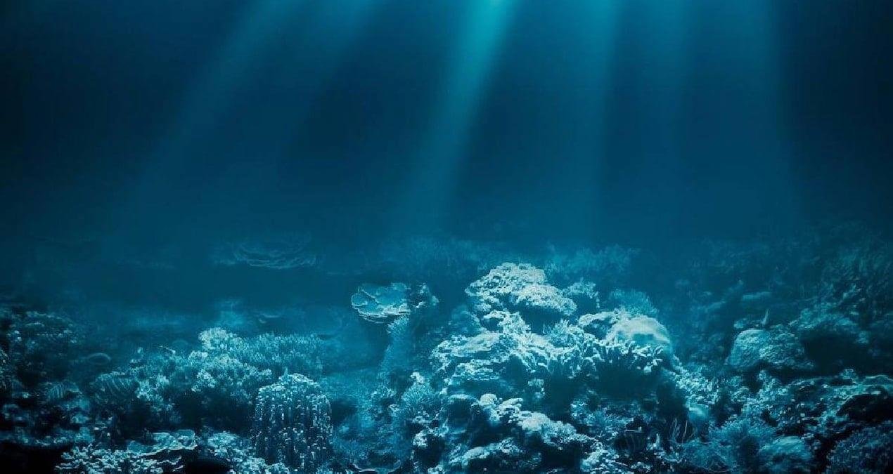 Derin Deniz Gözleri: Macropinna microstoma’nın Tılsımlı Baş Yapısı ve Sinsi Büyüsü