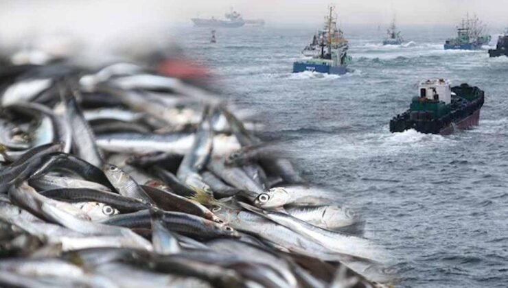 Gizli Uyuşturucu: Çin Balık Pazarlarında Öjenol ve Metanol Şüphesi