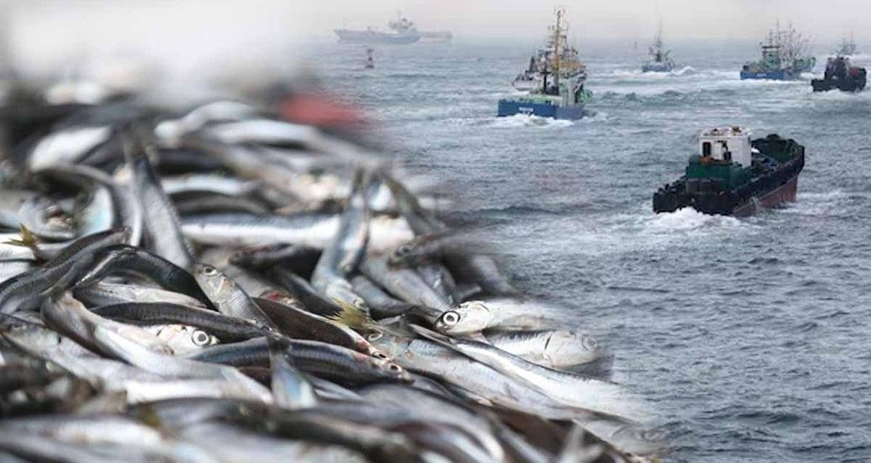 Gizli Uyuşturucu: Çin Balık Pazarlarında Öjenol ve Metanol Şüphesi