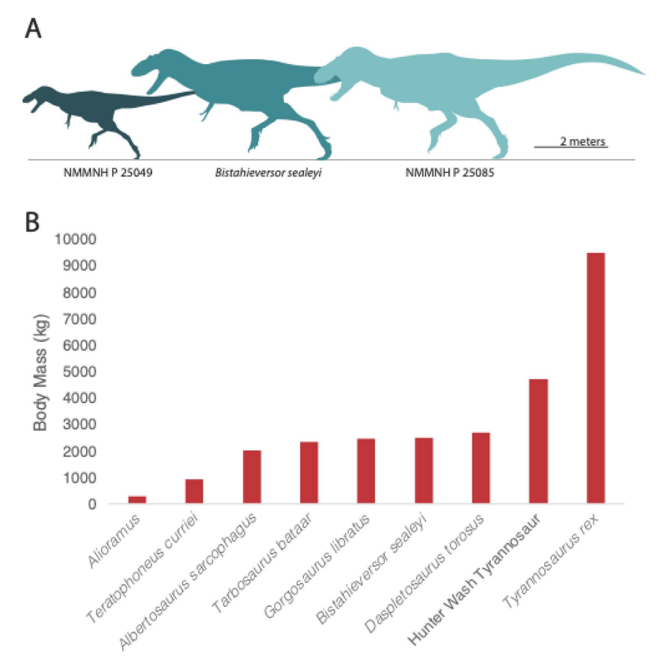 Hunter Wash Kıyısında Yeni Bir Tyrannosaurus Bünyesi Mi? Geç Kampaniyen Döneminin En Eski Üyelerinden Biri Olarak Yakın İnceleme