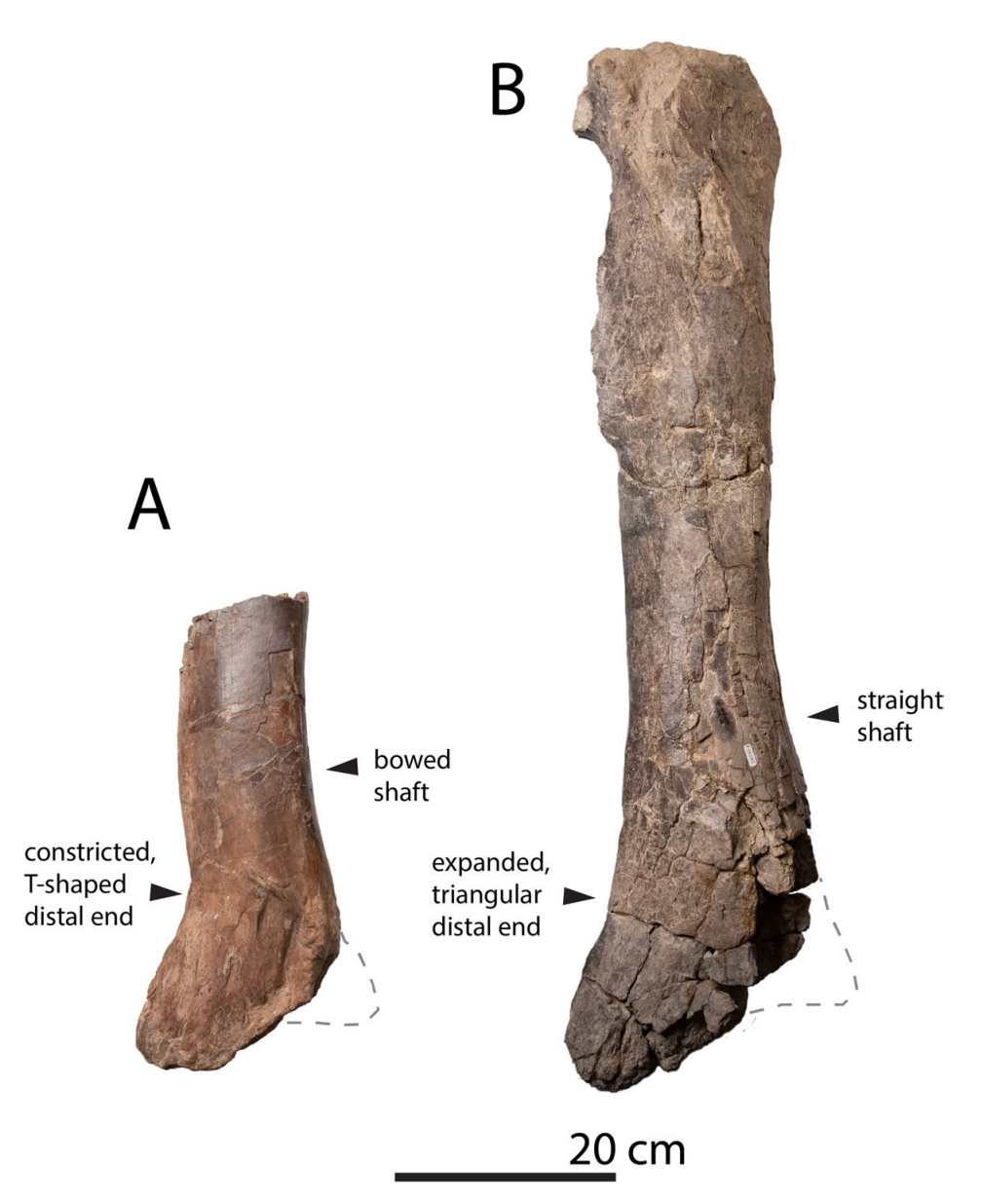 Hunter Wash Kıyısında Yeni Bir Tyrannosaurus Bünyesi Mi? Geç Kampaniyen Döneminin En Eski Üyelerinden Biri Olarak Yakın İnceleme