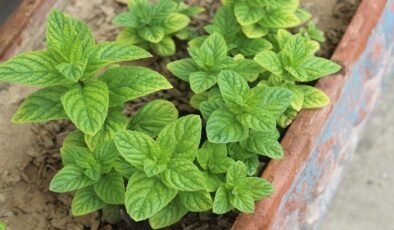 Kış Soğuklarında Fare İstilalarına Karşı Evinizi Kaleye Çeviren Stratejiler