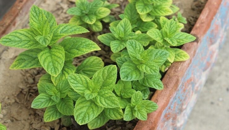 Kış Soğuklarında Fare İstilalarına Karşı Evinizi Kaleye Çeviren Stratejiler