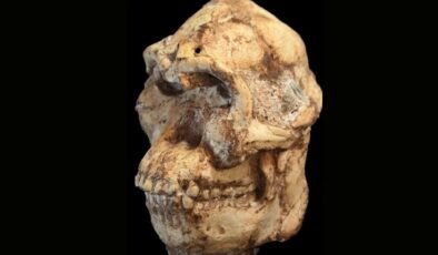 Little Foot Yüzünün Dijital Yeniden Yapılandırması: Australopithecus’un Yüz Hatları Üzerine Yeni Bulgular