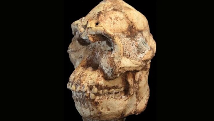 Little Foot Yüzünün Dijital Yeniden Yapılandırması: Australopithecus’un Yüz Hatları Üzerine Yeni Bulgular