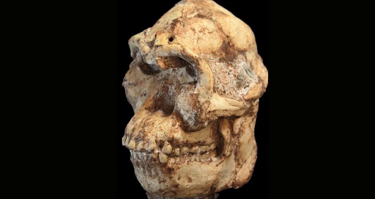 Little Foot Yüzünün Dijital Yeniden Yapılandırması: Australopithecus’un Yüz Hatları Üzerine Yeni Bulgular