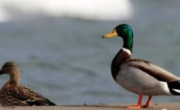 Longhui’de Ördeğin Midesindeki Altın: Gerçekler ve Tarihsel İzler