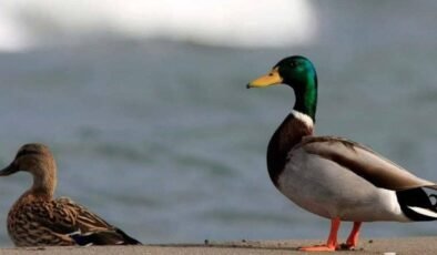 Longhui’de Ördeğin Midesindeki Altın: Gerçekler ve Tarihsel İzler