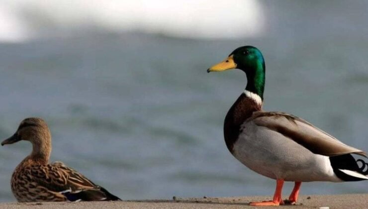 Longhui’de Ördeğin Midesindeki Altın: Gerçekler ve Tarihsel İzler