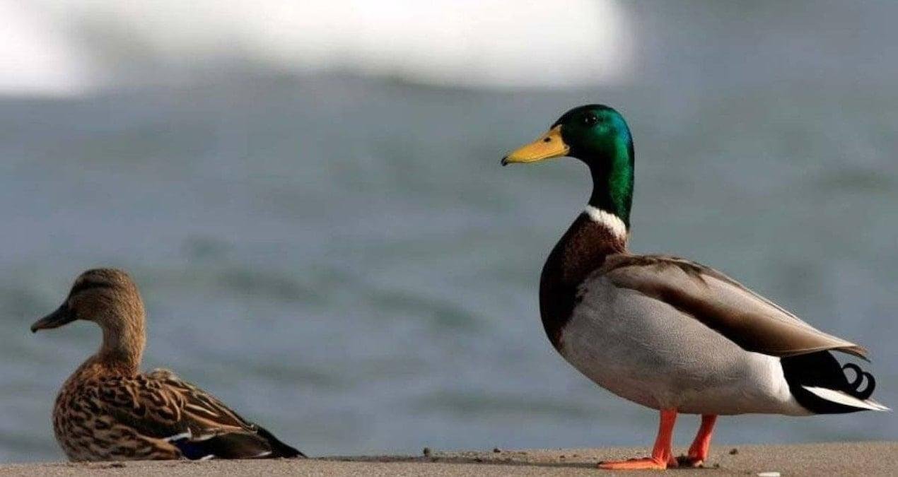 Longhui’de Ördeğin Midesindeki Altın: Gerçekler ve Tarihsel İzler