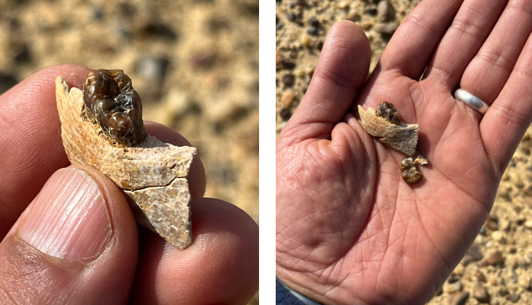 Masripithecus Moghraensis: Kuzey Afrika’daki Yeni Araftan Evrim Atlasına Daki Sarsıcı Nokta