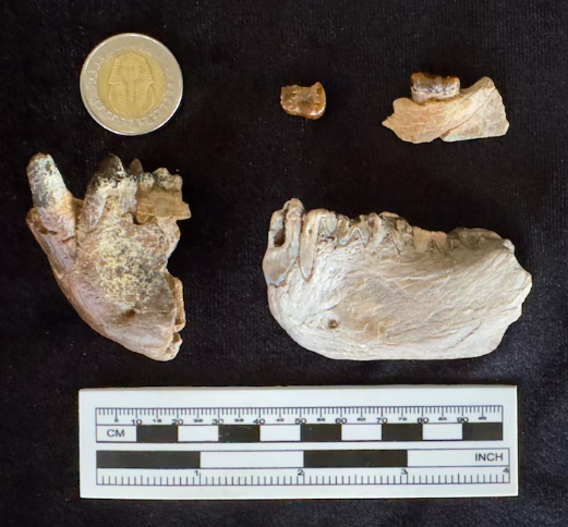 Masripithecus Moghraensis: Kuzey Afrika’daki Yeni Araftan Evrim Atlasına Daki Sarsıcı Nokta