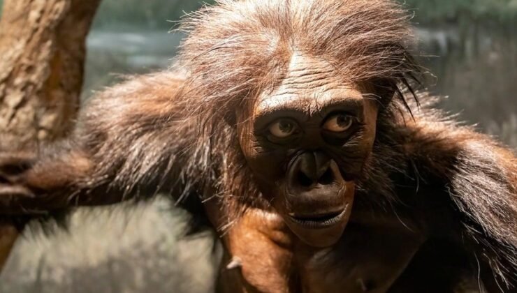 Masripithecus Moghraensis: Kuzey Afrika’daki Yeni Araftan Evrim Atlasına Daki Sarsıcı Nokta