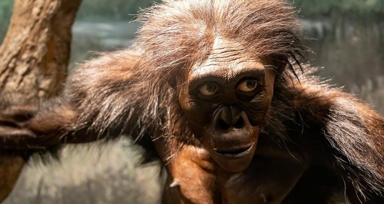 Masripithecus Moghraensis: Kuzey Afrika’daki Yeni Araftan Evrim Atlasına Daki Sarsıcı Nokta