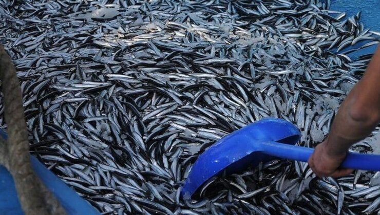 2025 Su Ürünleri Sektörü: Avcılık, Üretim ve Desteklerde Yeni Dönem