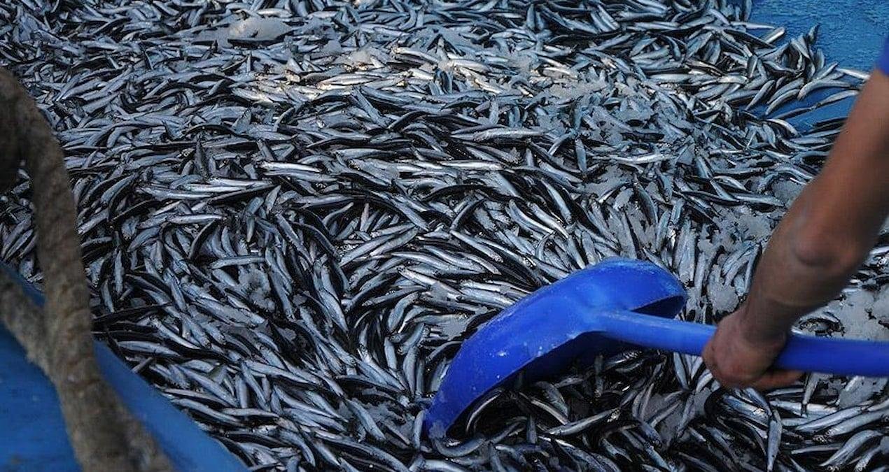 2025 Su Ürünleri Sektörü: Avcılık, Üretim ve Desteklerde Yeni Dönem