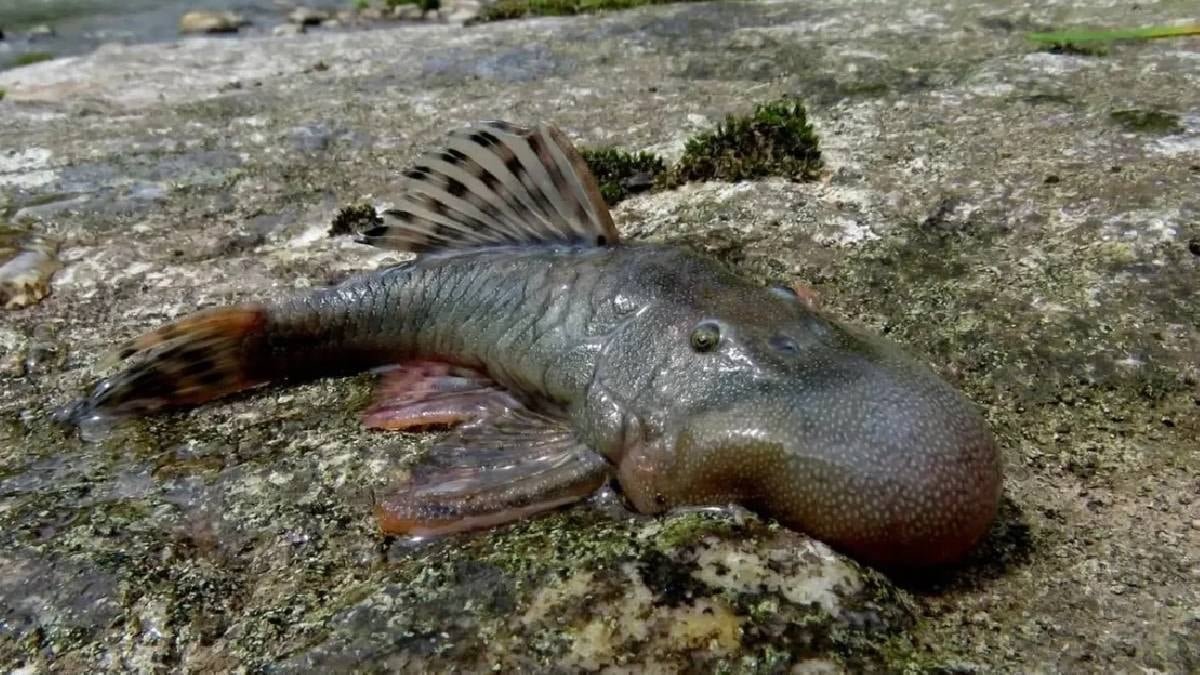 And Dağları ile Amazon Nehri Arasındaki Keşif: Nadir Türler ve Ekolojik Koridor Çalışması