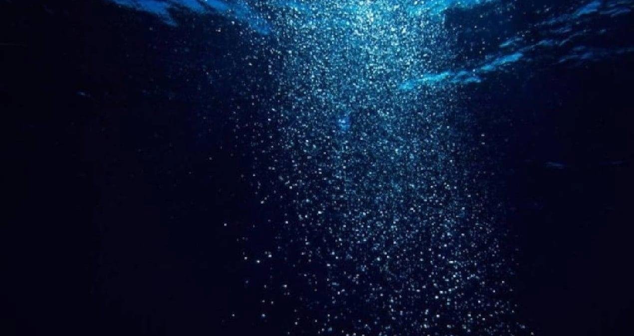 And Dağları ile Amazon Nehri Arasındaki Keşif: Nadir Türler ve Ekolojik Koridor Çalışması