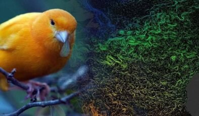 Atlantik Meridyenel Devrilme Dolaşımı: İnsan Kaynaklı Isınmanın Getirdiği Tehlike ve Erken Uyarılar