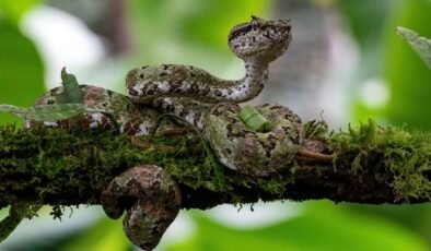 BSF’nin Gölge Projesi: Sınırda Sürüngenlerle Kontrol ve Tartışmalar