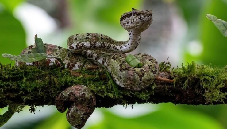 BSF’nin Gölge Projesi: Sınırda Sürüngenlerle Kontrol ve Tartışmalar
